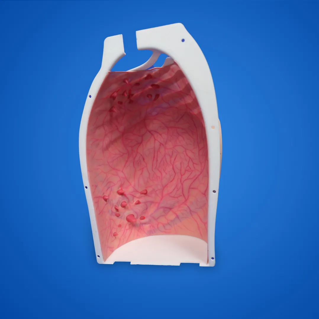 internal medicine thoracoscopic training model manufacturer