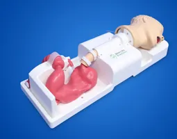 Upper Gastrointestinal training model