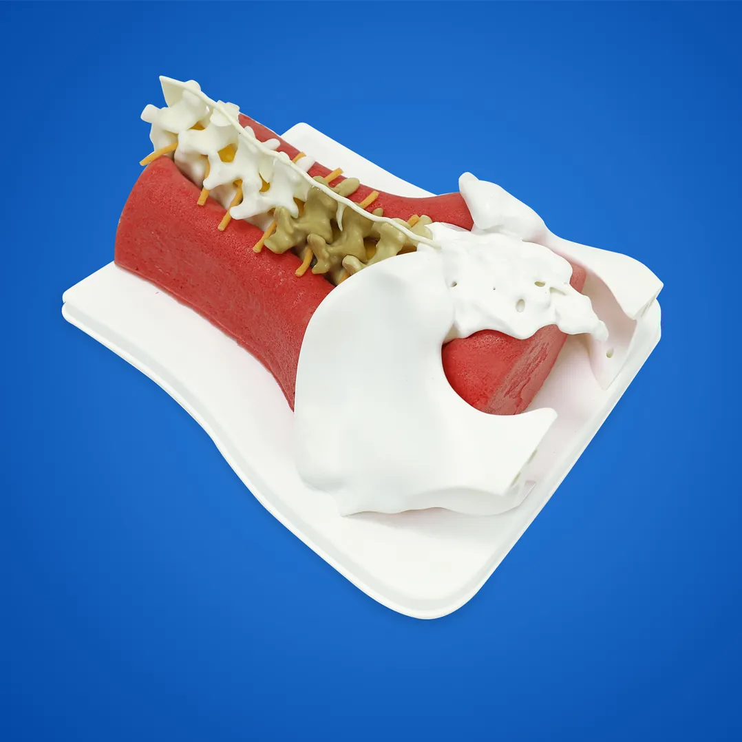 spinal endoscopic surgery training model manufacturer