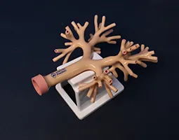 Standard Bronchial Module