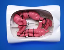 Colonoscopy Training Model