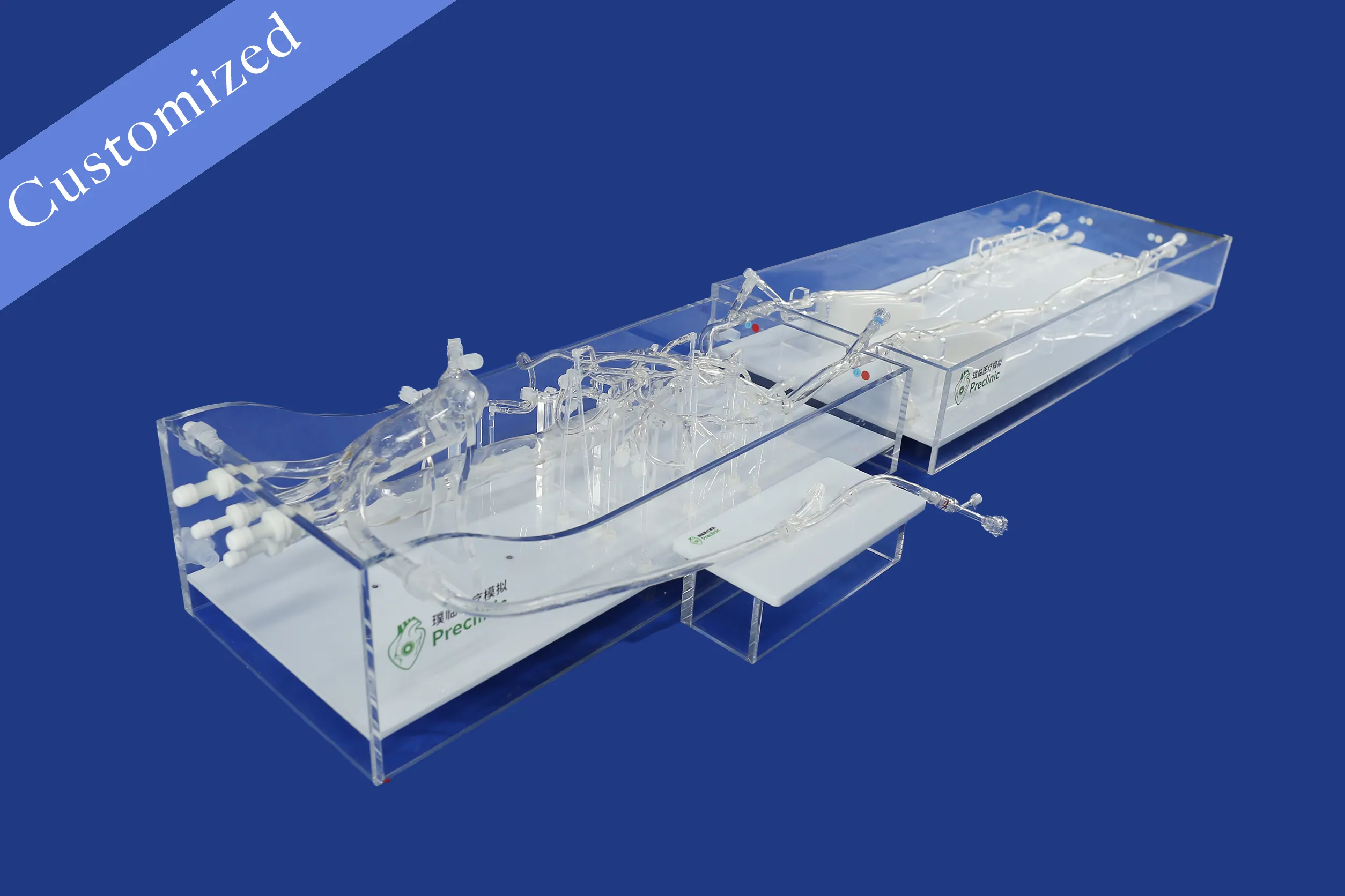 Customized Vascular Model