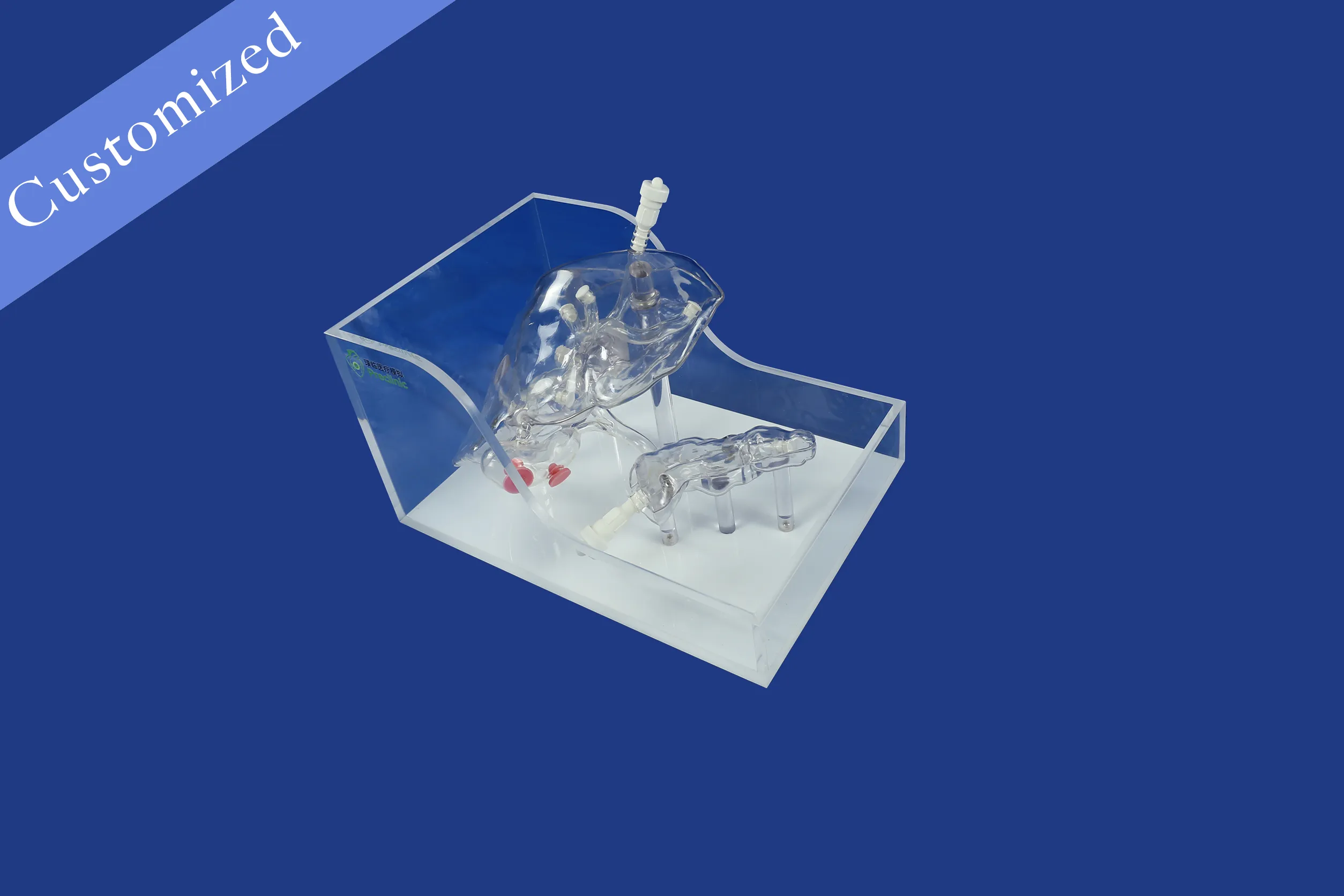 Customized Digestive Model