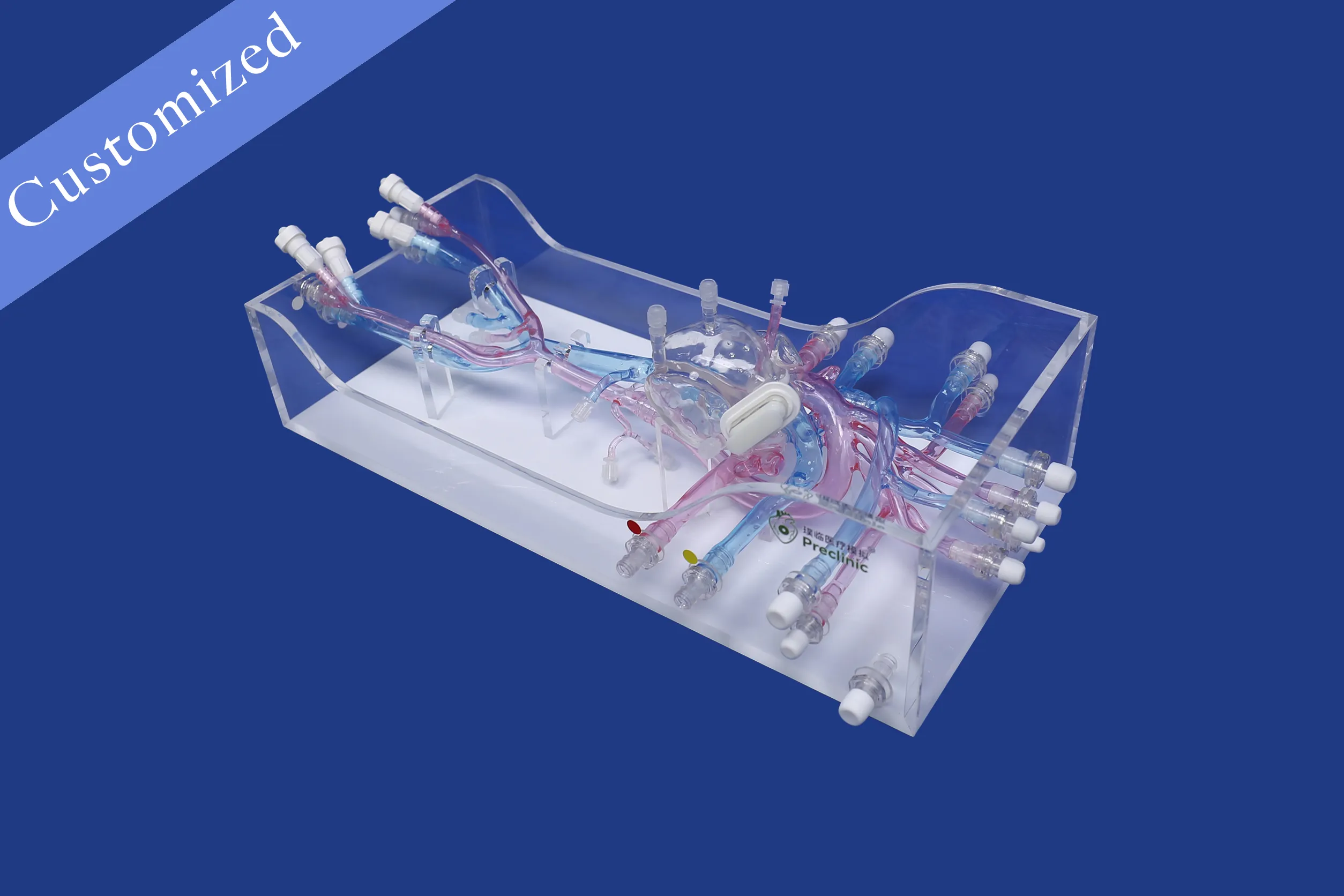 Customized Vascular Model