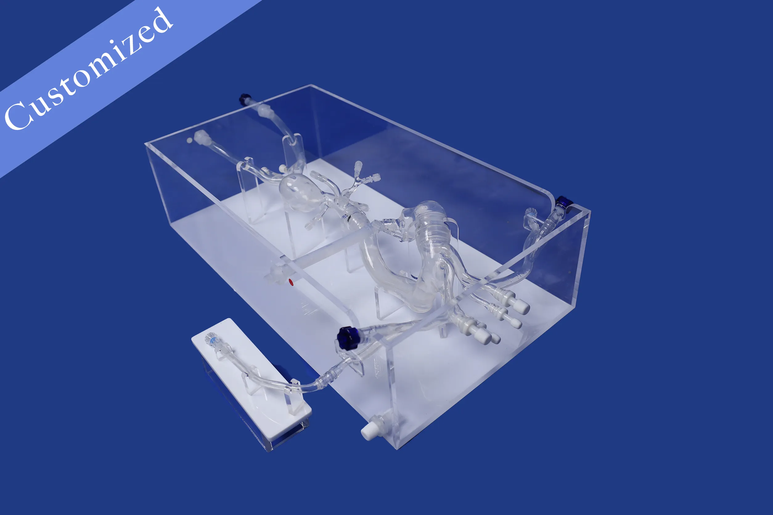 Customized Vascular Model