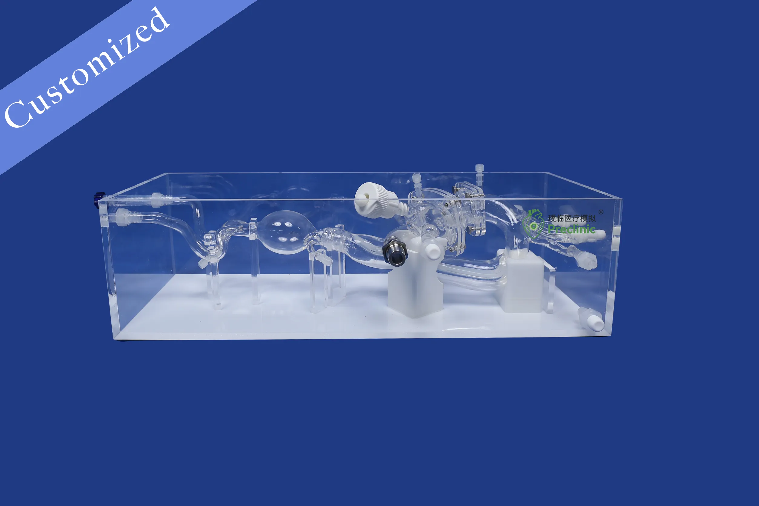 Customized Vascular Model