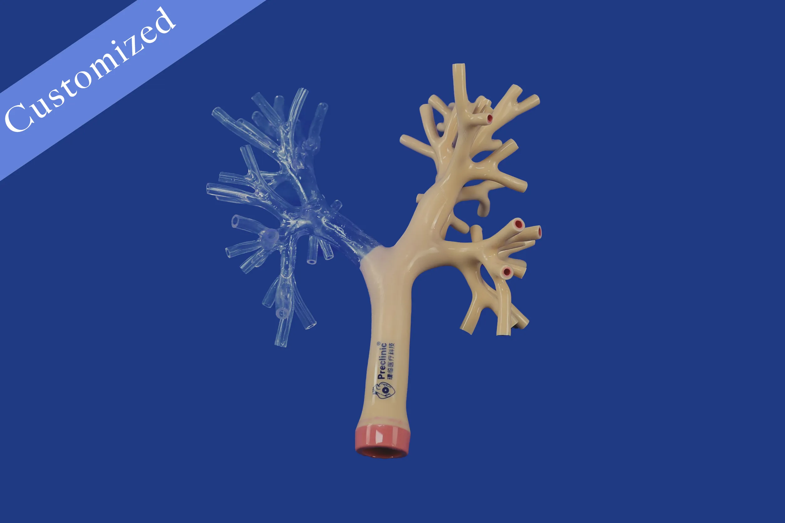 Customized Respiratory Model