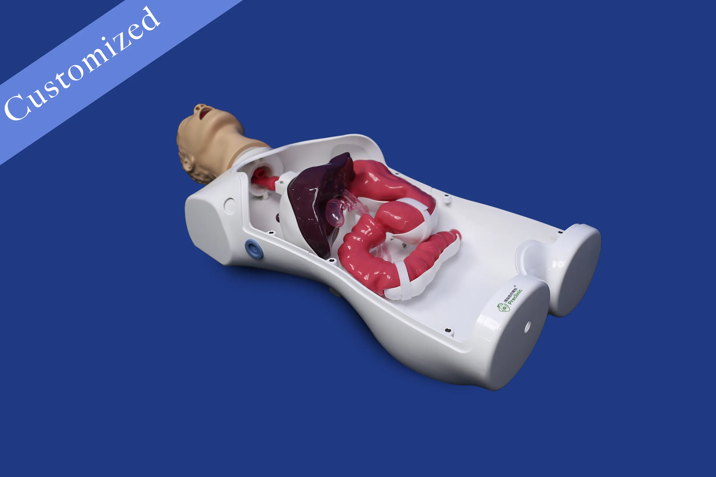 Customized Digestive Model