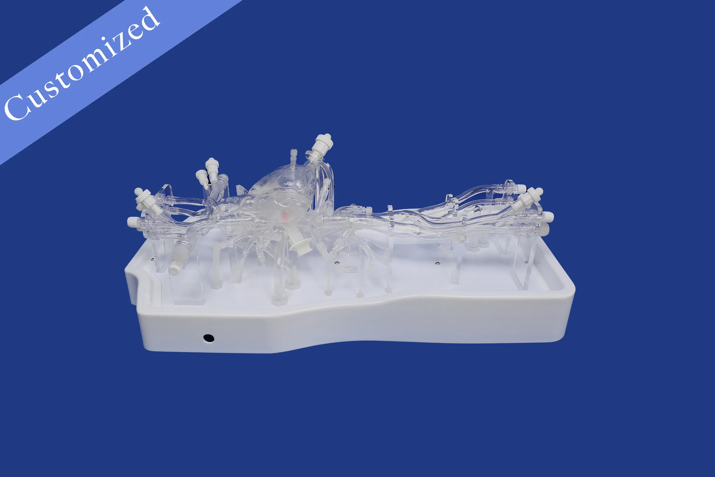 Customized Vascular Model