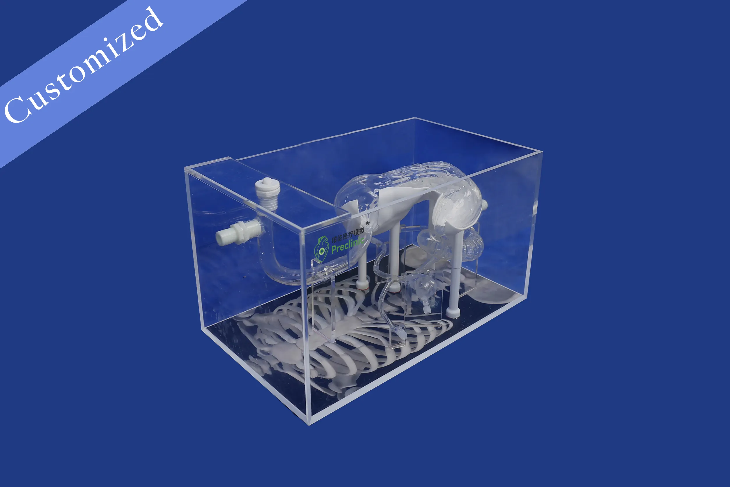 Customized Digestive Model