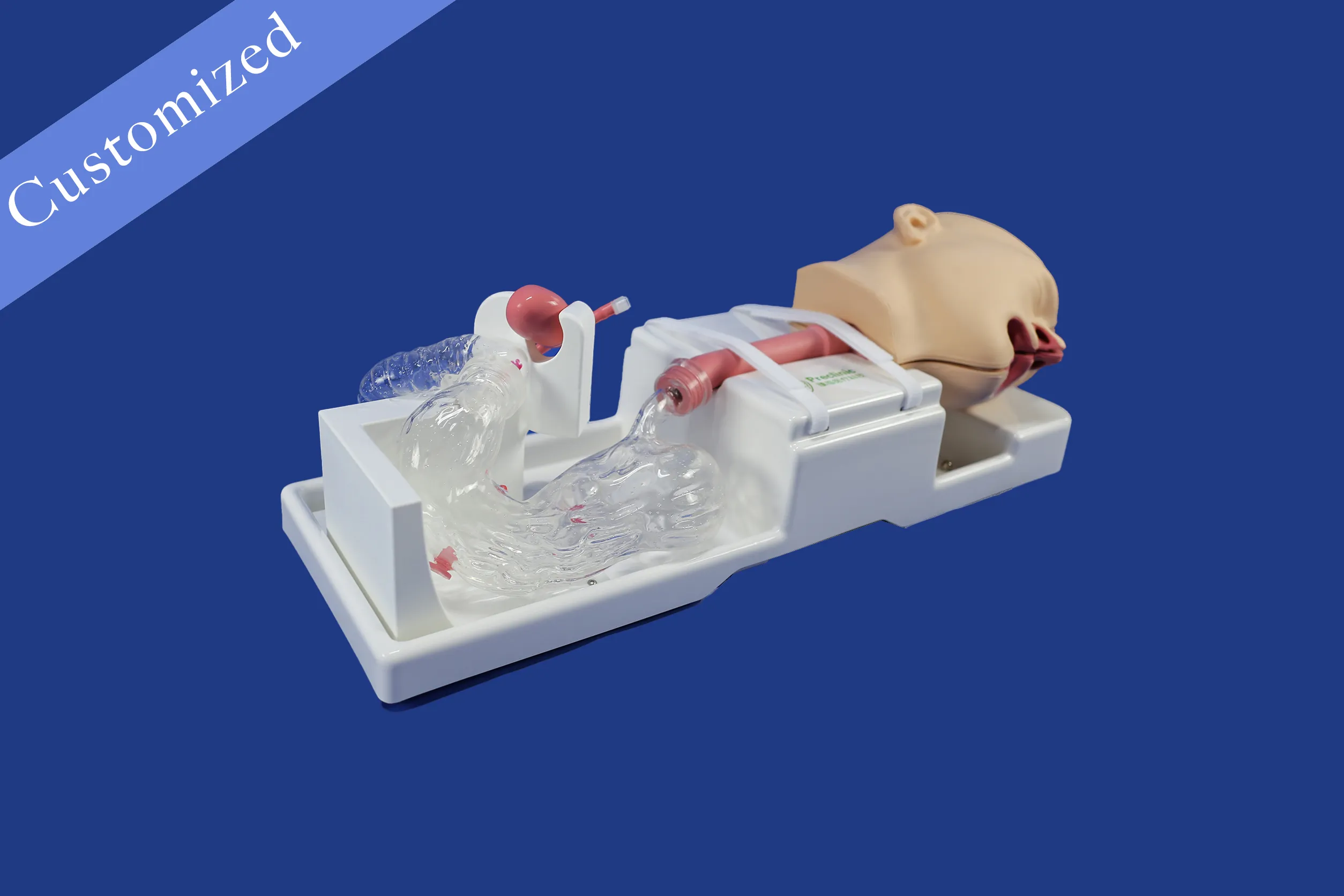 Customized Digestive Model