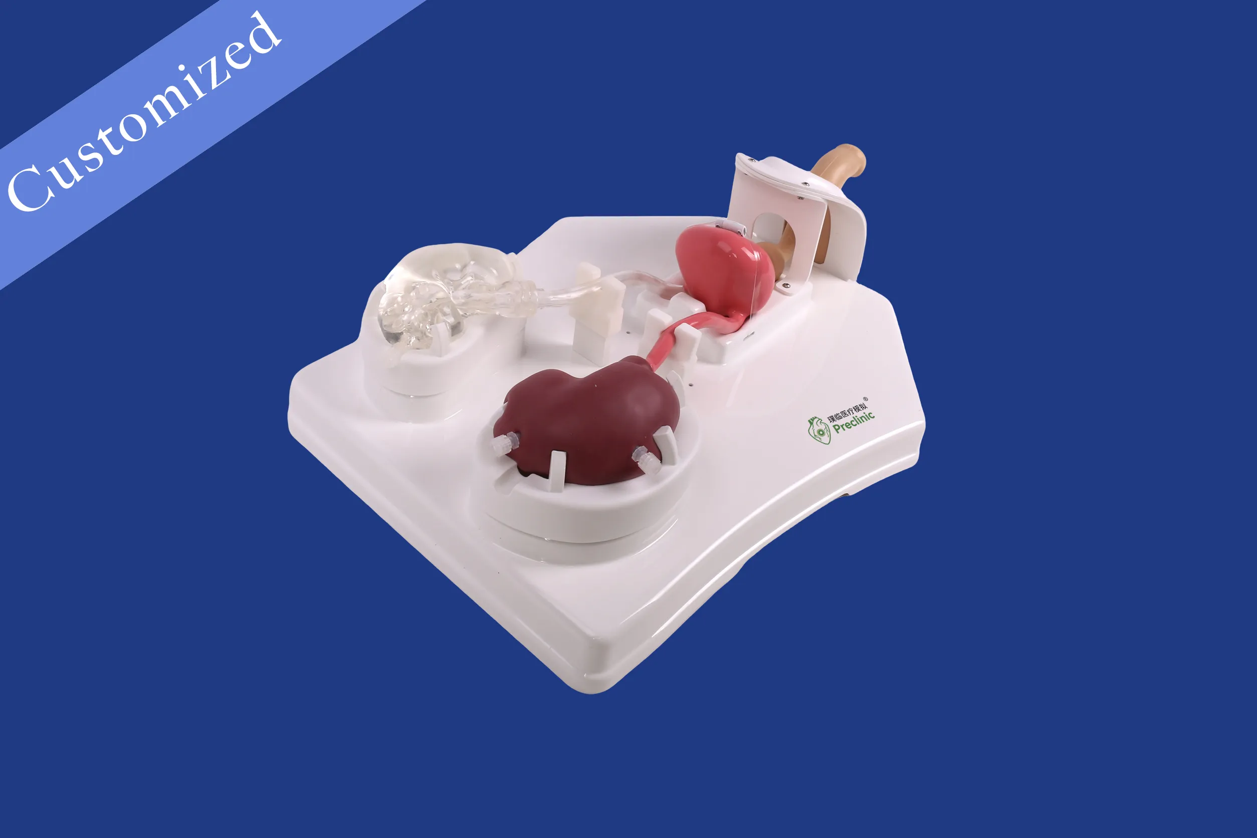 Customized Urology Model