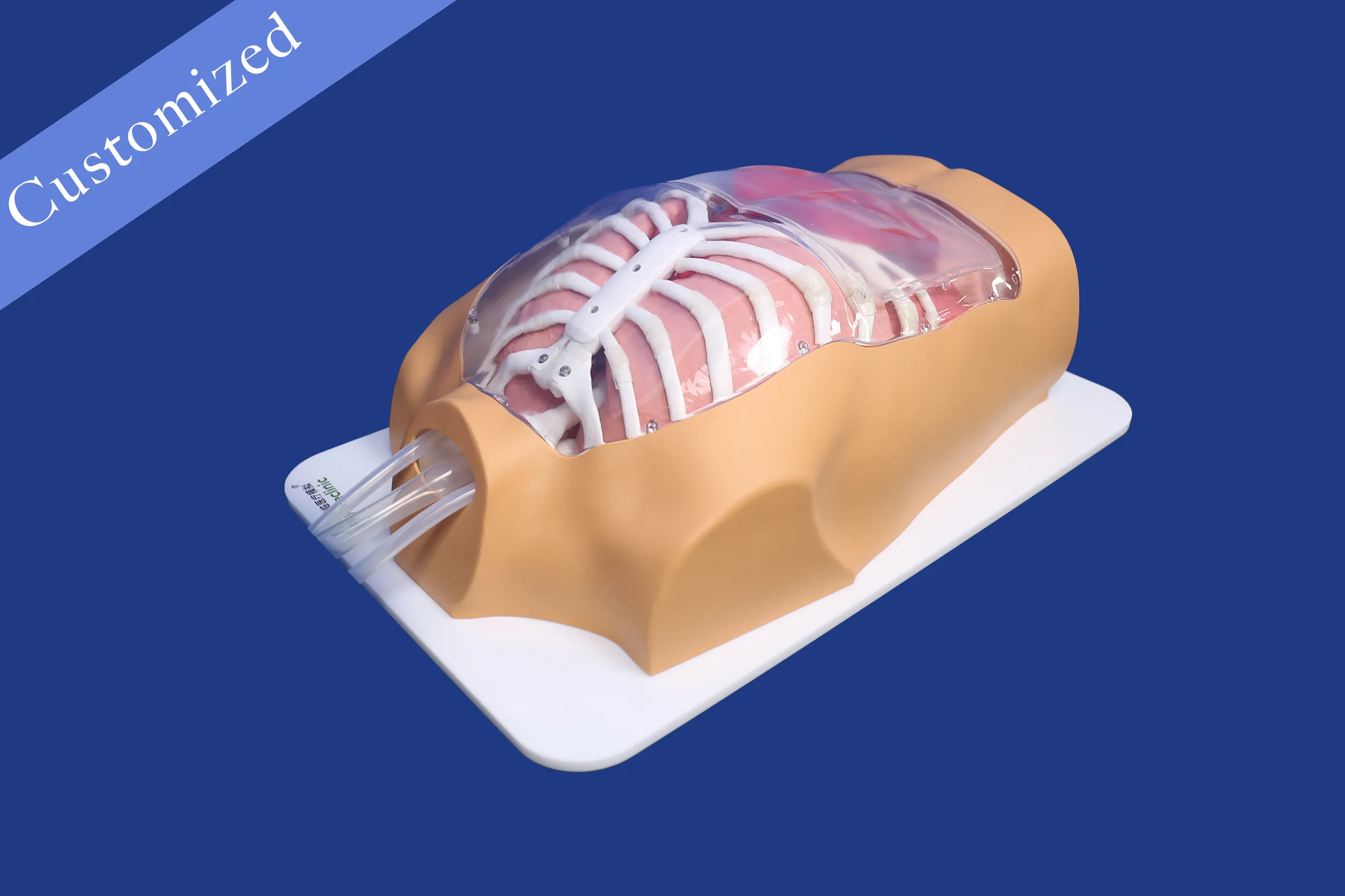 Customized Respiratory Model