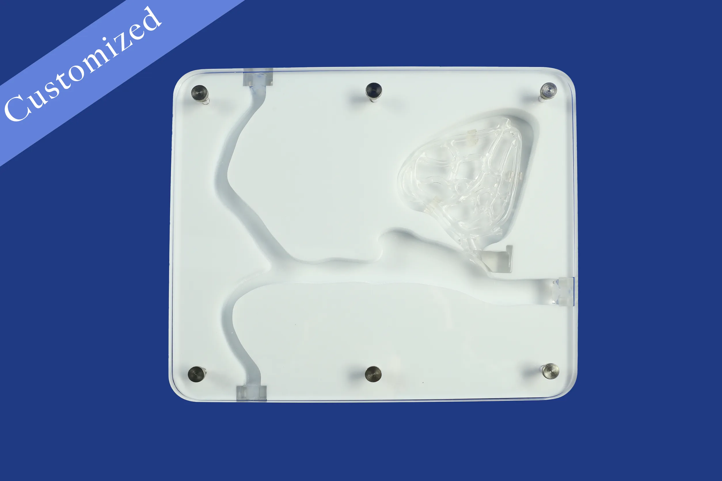 Customized Vascular Model