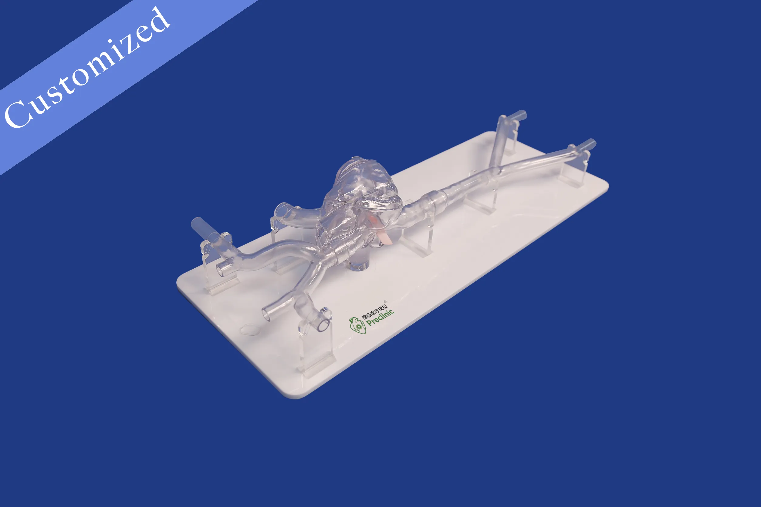 Customized Vascular Model