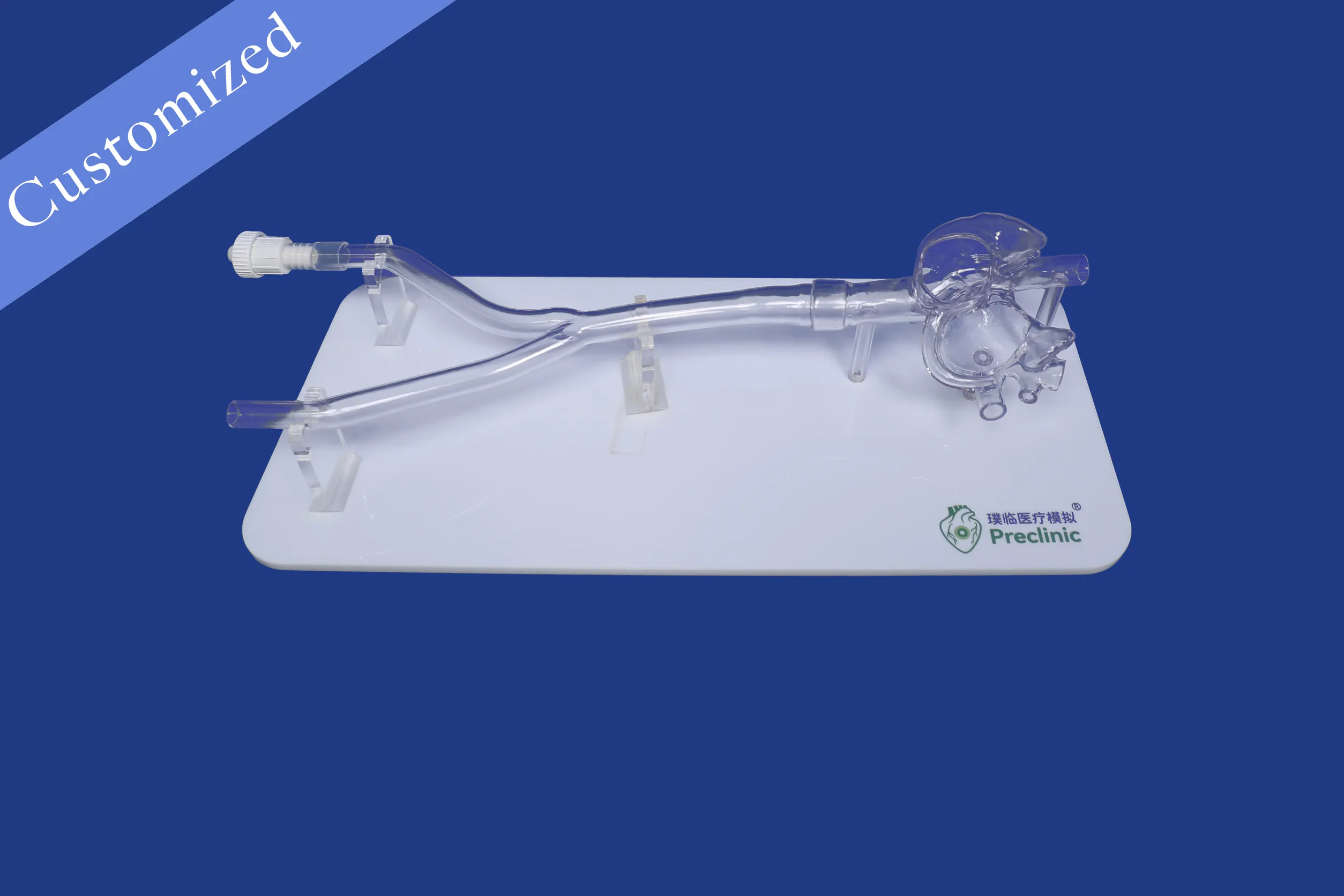 Customized Vascular Model