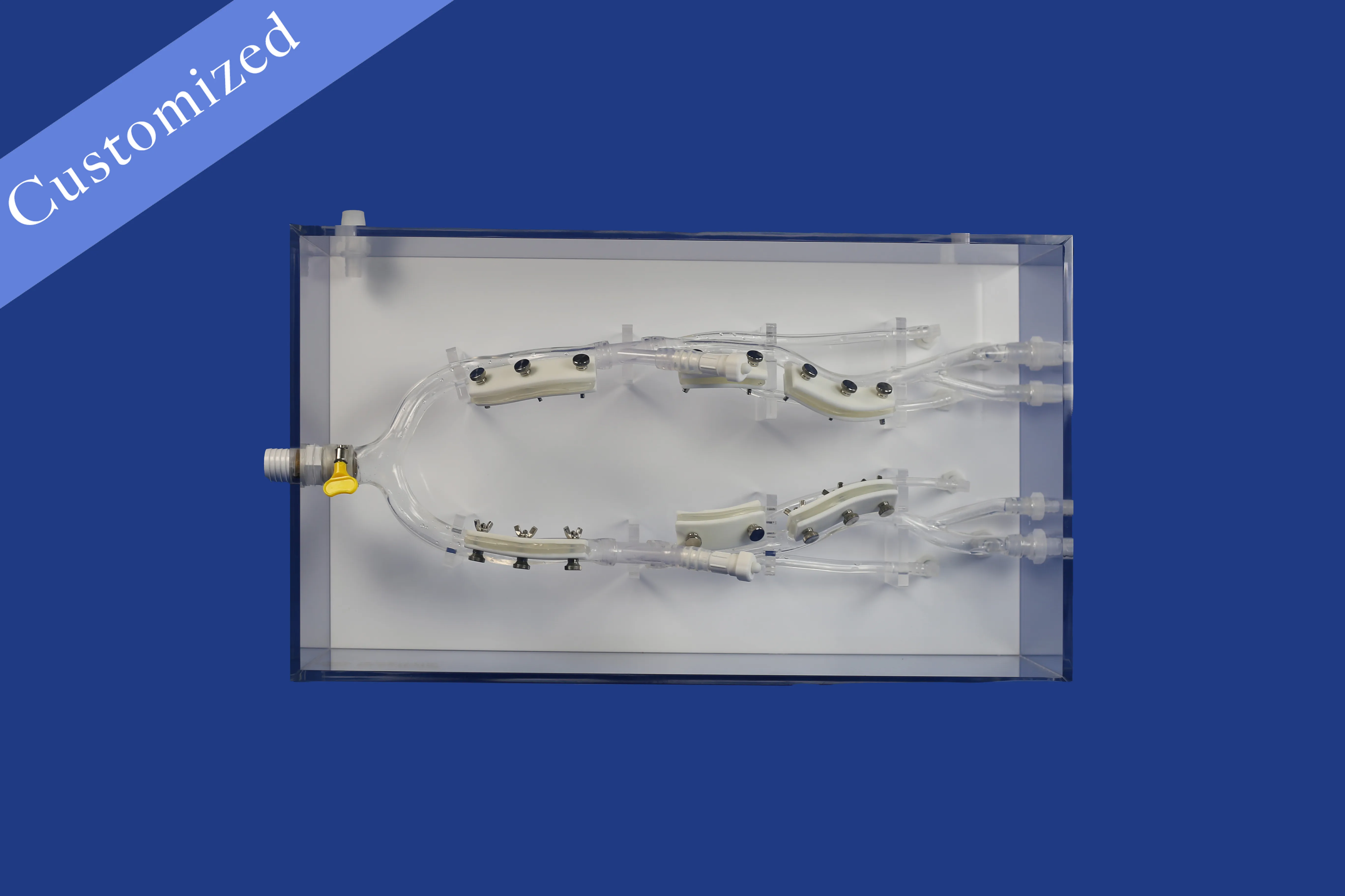 Customized Vascular Model