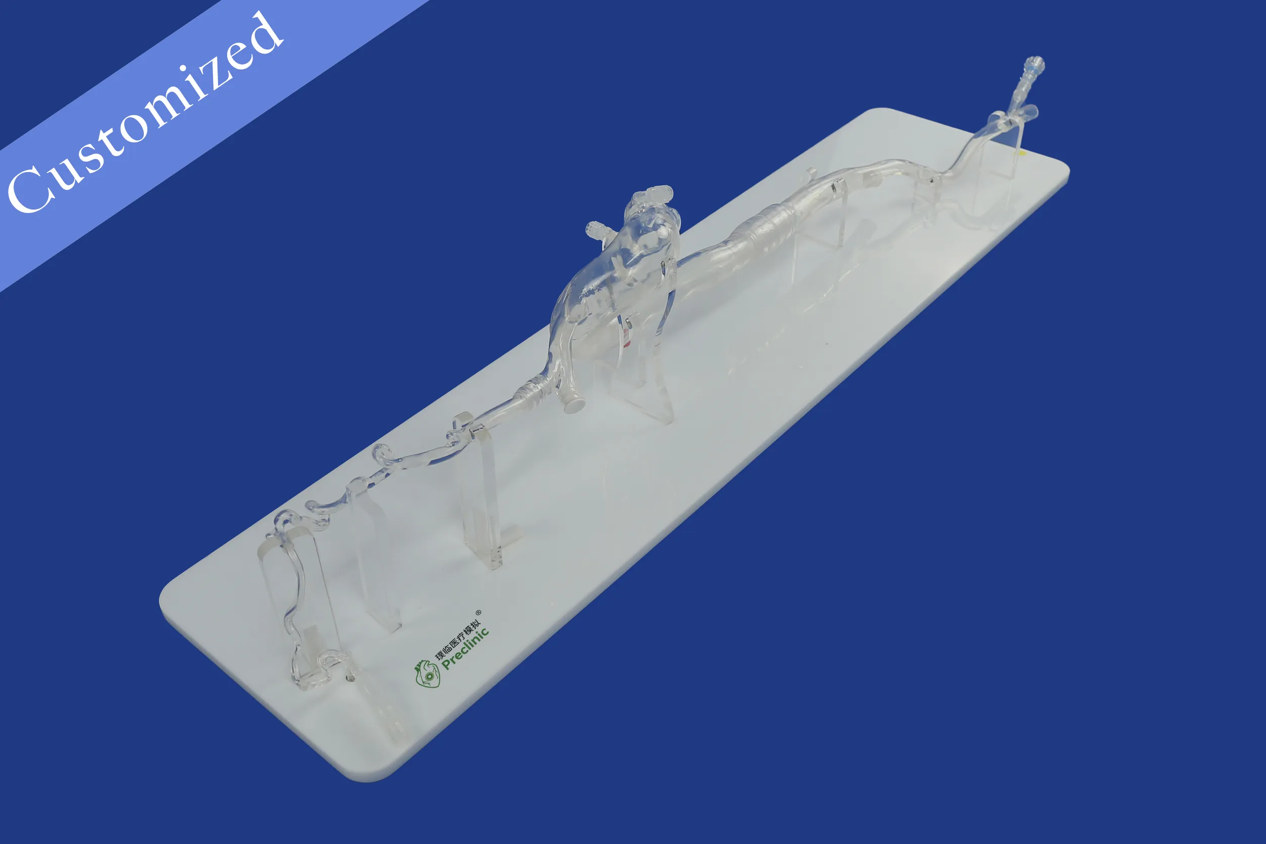 Customized Vascular Model