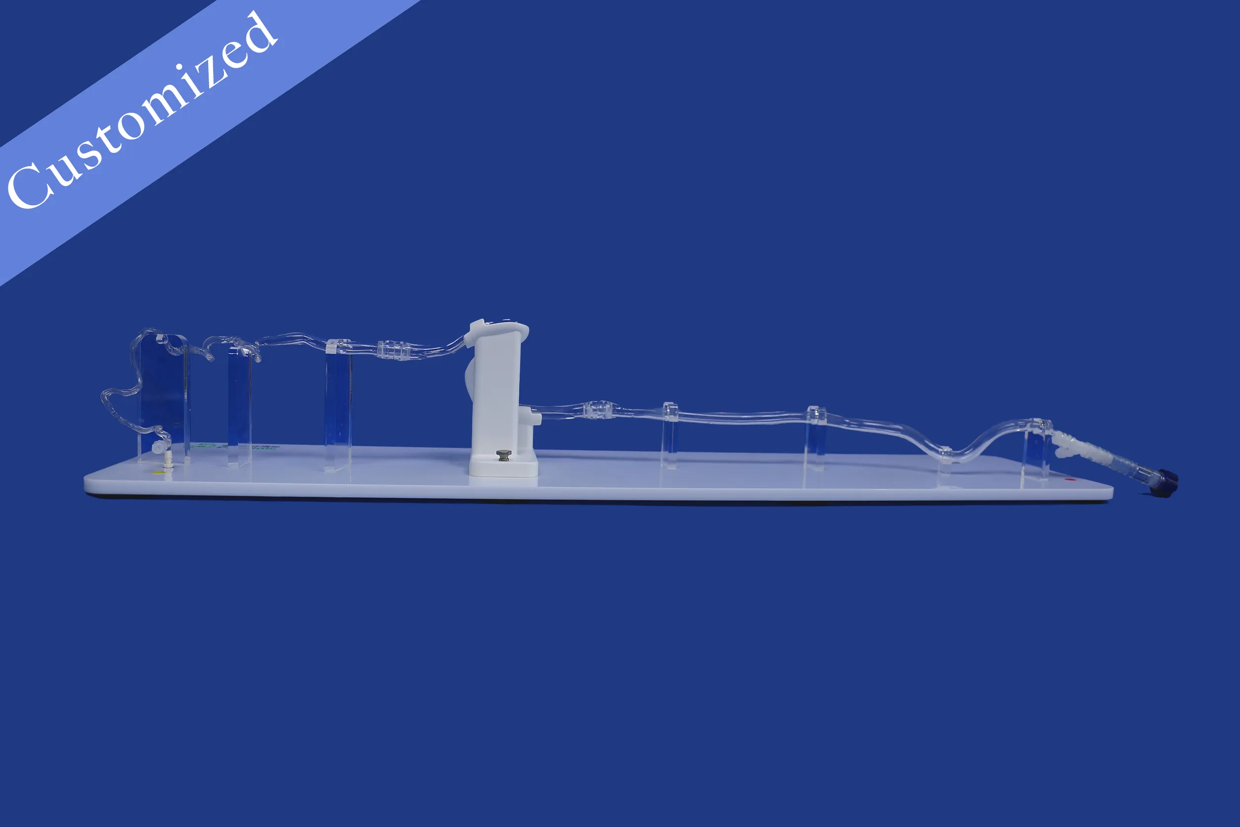 Customized Vascular Model