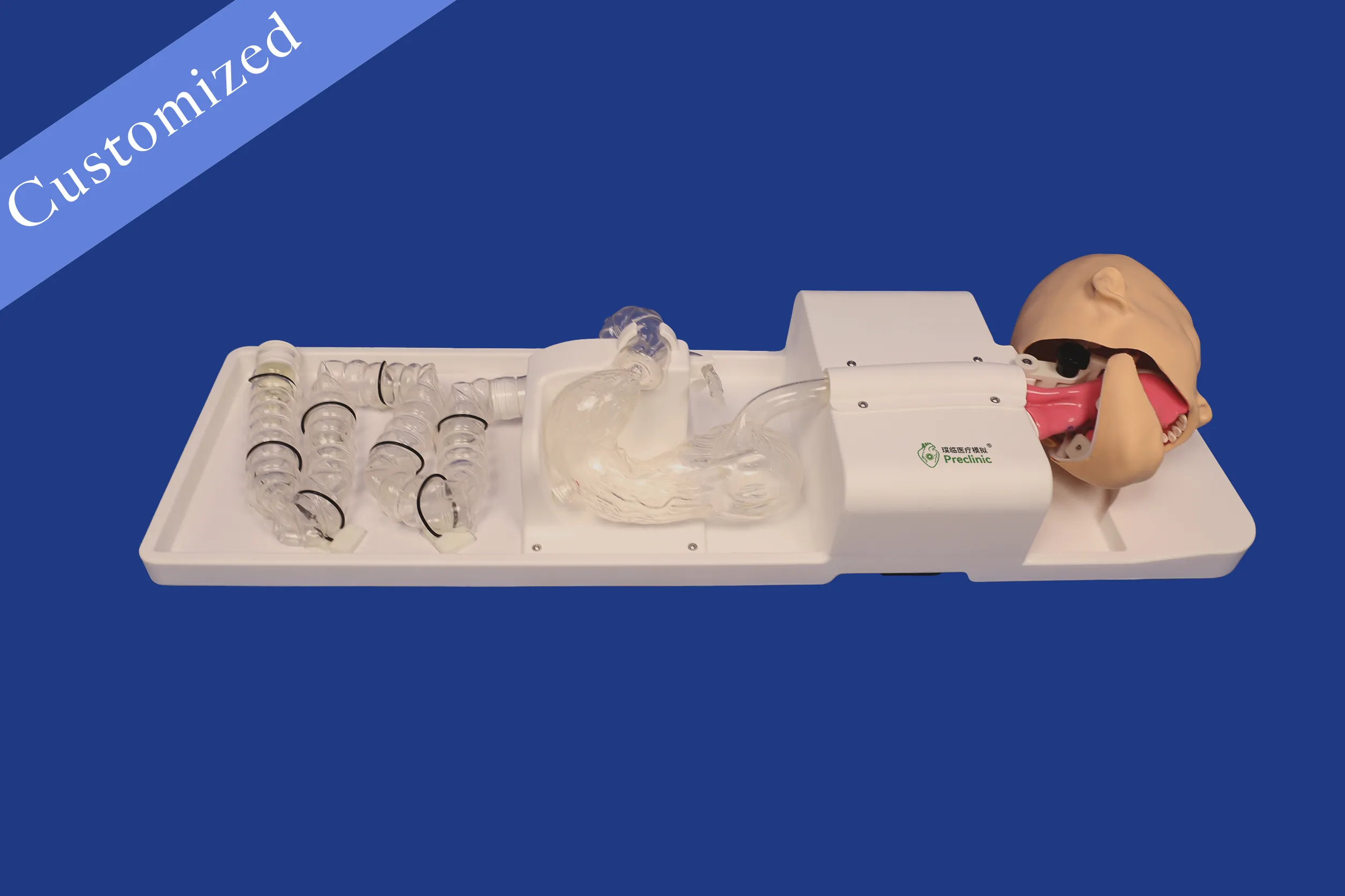 Customized Digestive Model