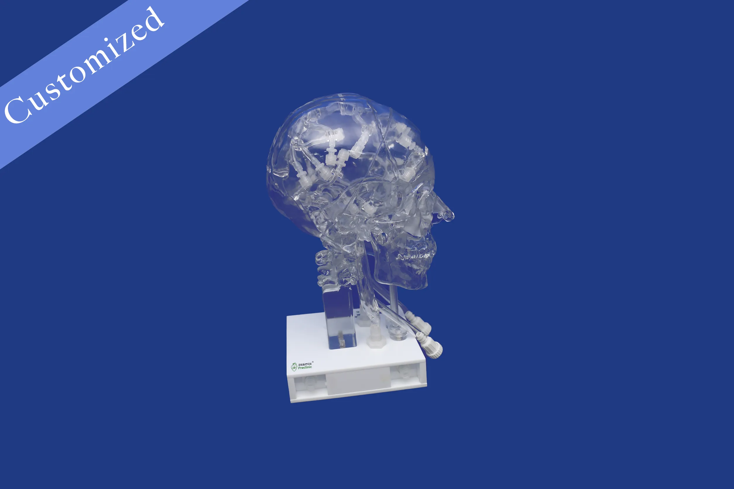 Customized Otorhinolaryngology Model