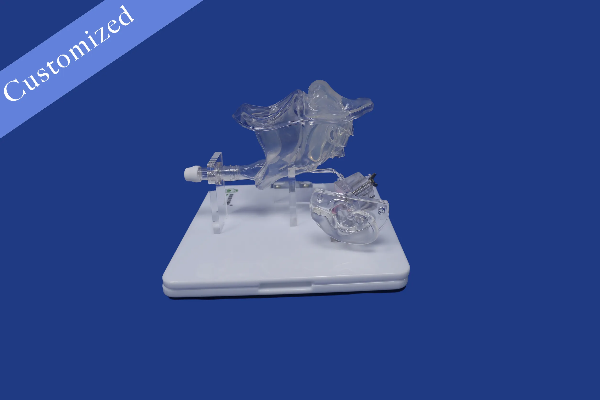 Customized Otorhinolaryngology Model