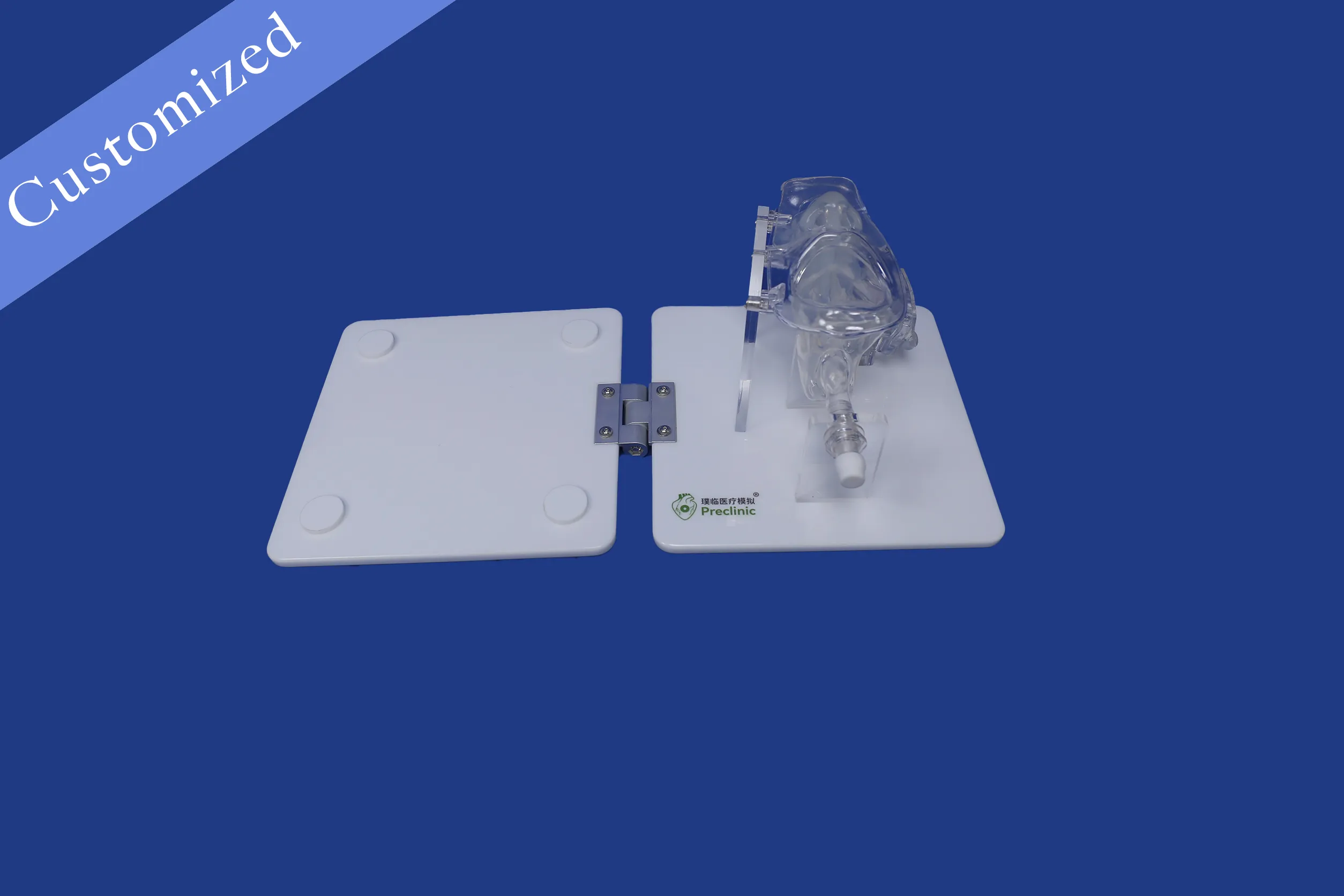 Customized Otorhinolaryngology Model