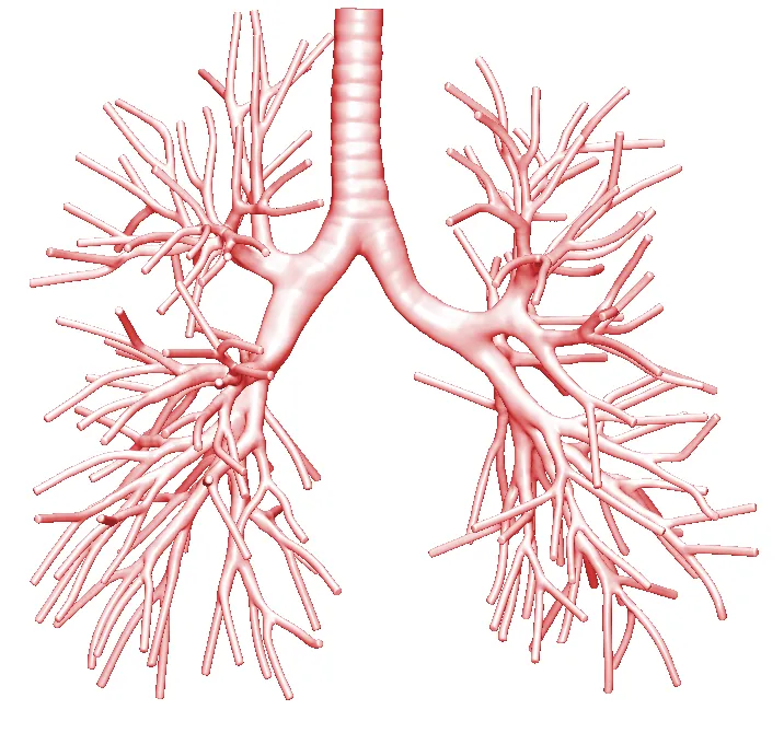 Six-level bronchial model