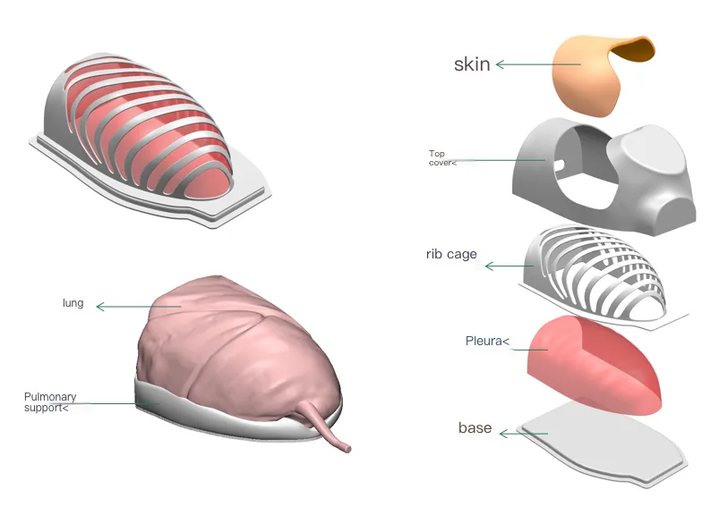 Anatomical diagram of thoracoscopic model in internal medicine