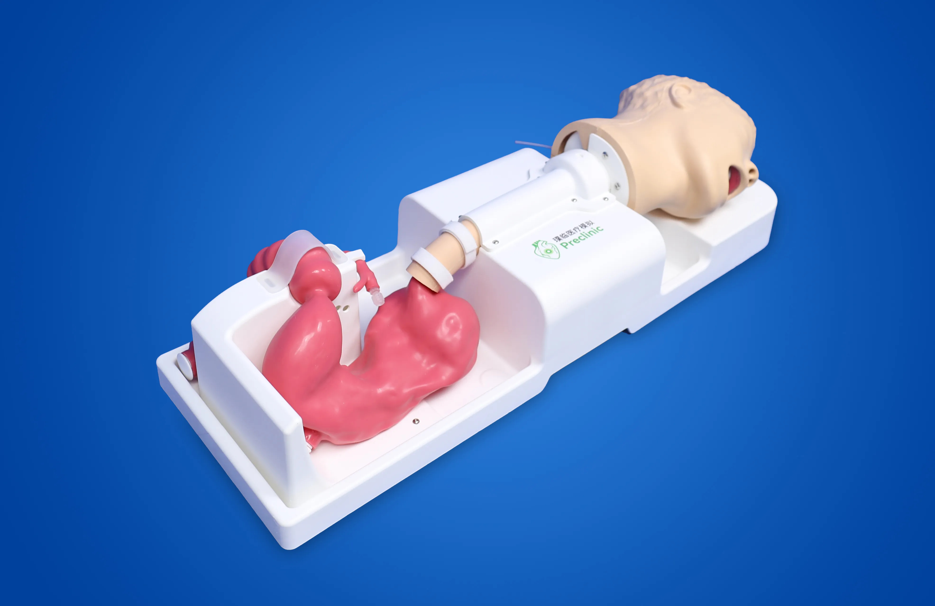 Upper Gastrointestinal Simulator Manufacturer | Preclinic Medtec