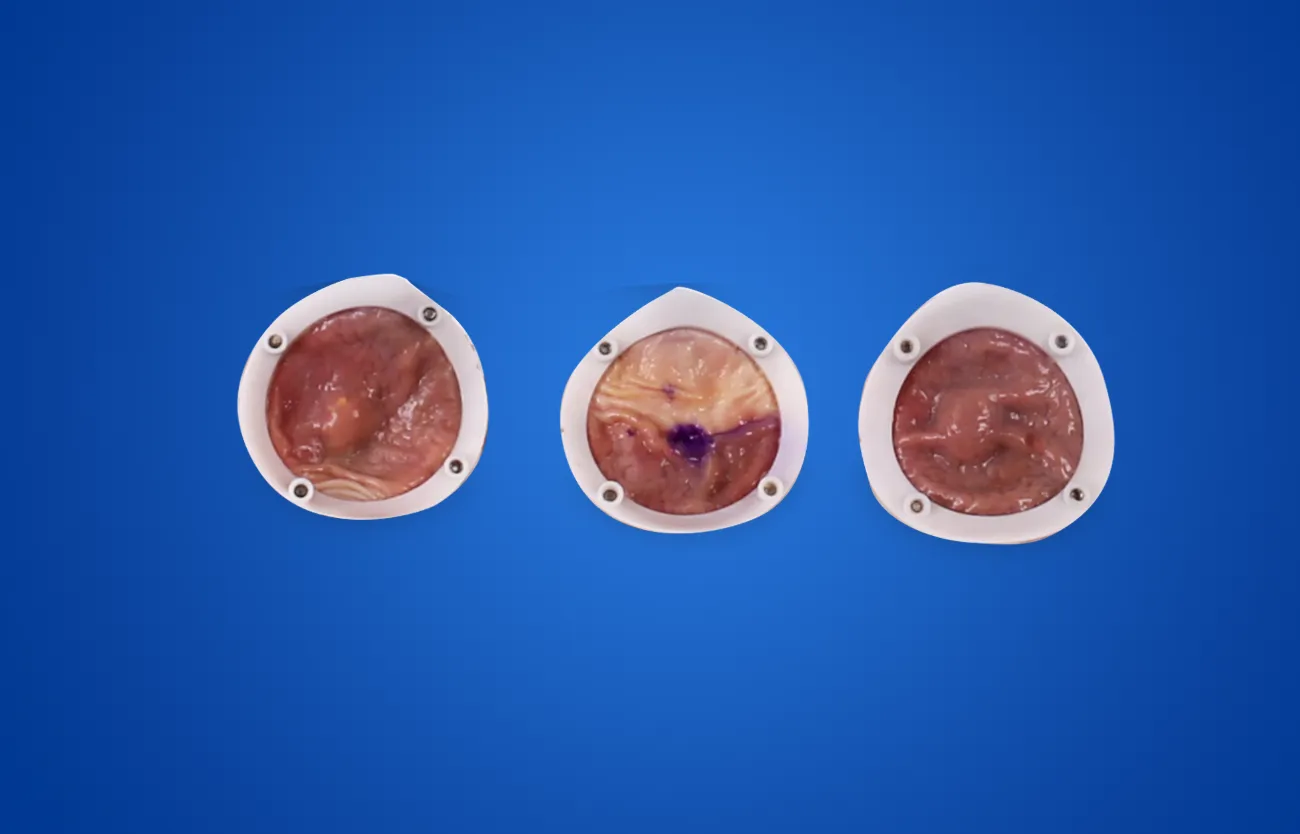 ESD Training Model Manufacturer | Preclinic Medtech
