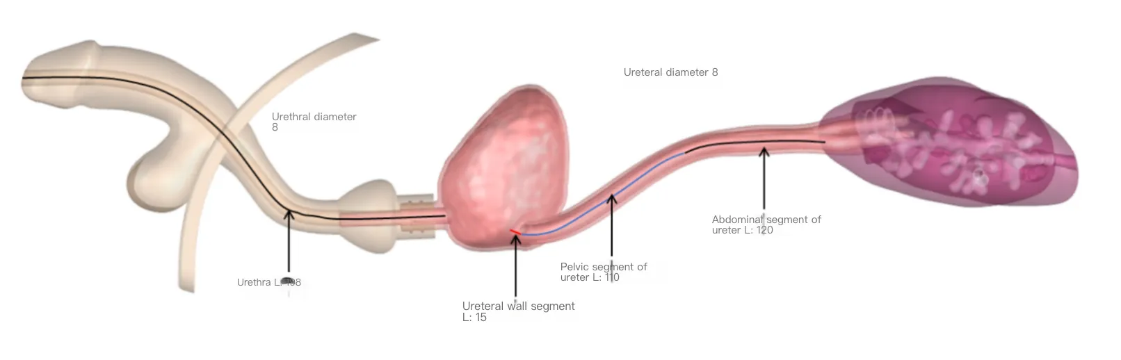 Drawing of Urological Endoscope Training Model (Acrylic version)