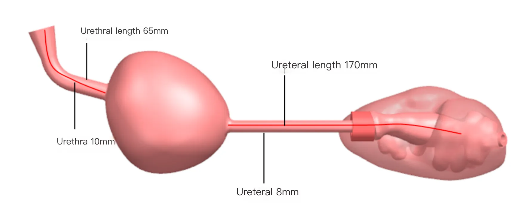 Drawing of Prostate Ultrasound Training Model Type B