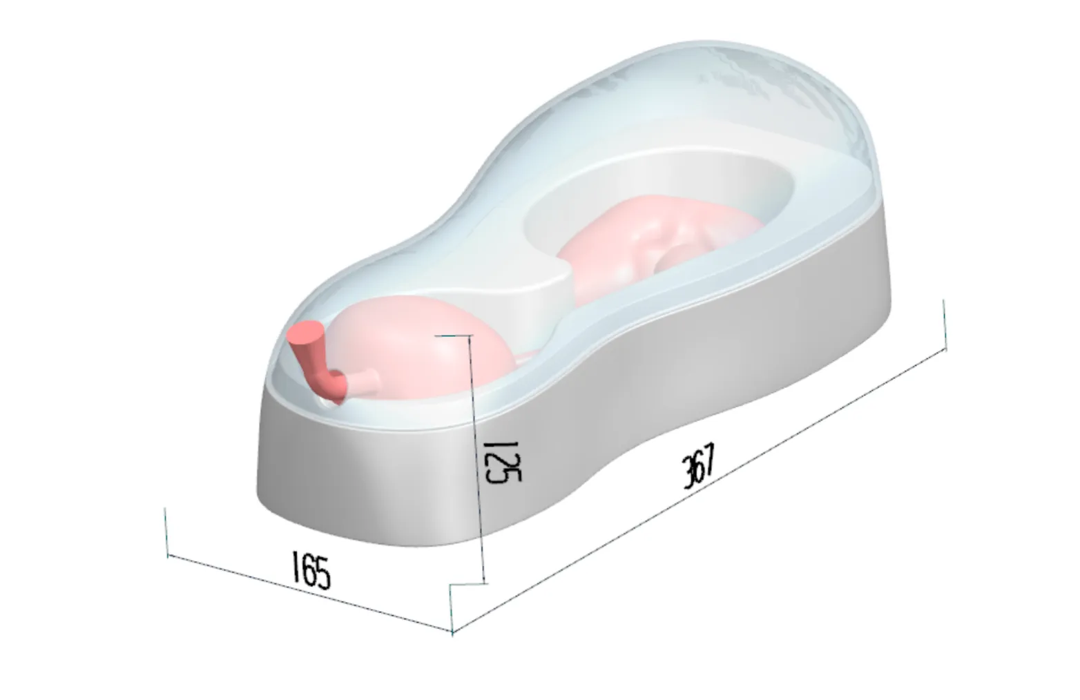 Drawing of Prostate Ultrasound Training Model Type B