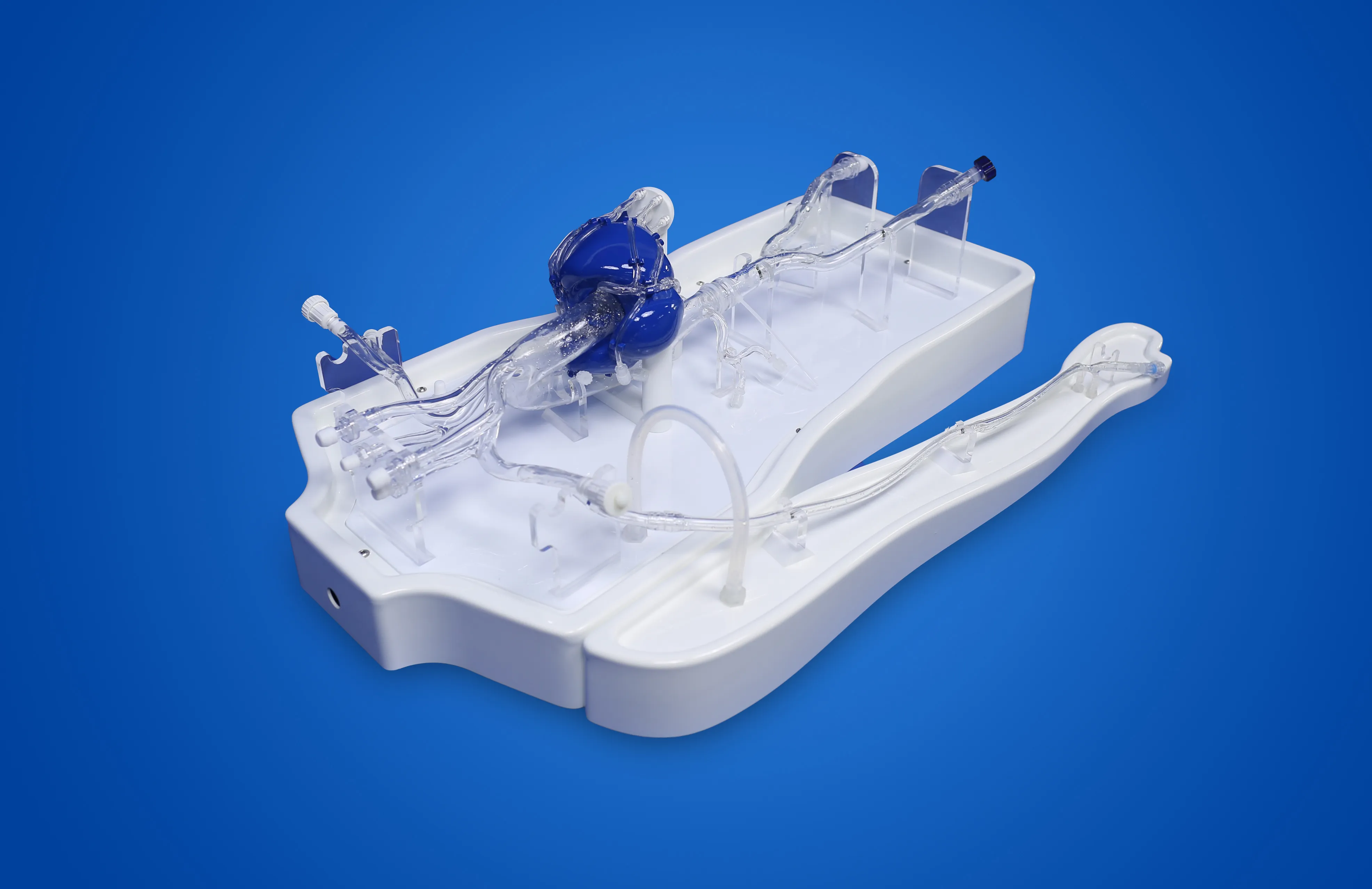 Coronary Training Model - A（Circular version）