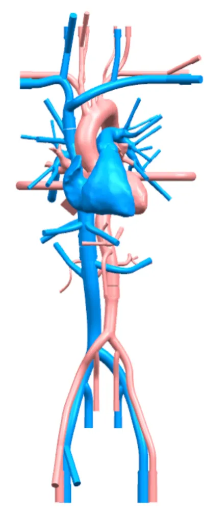 Drawing of Cardiac Training Model - Type B