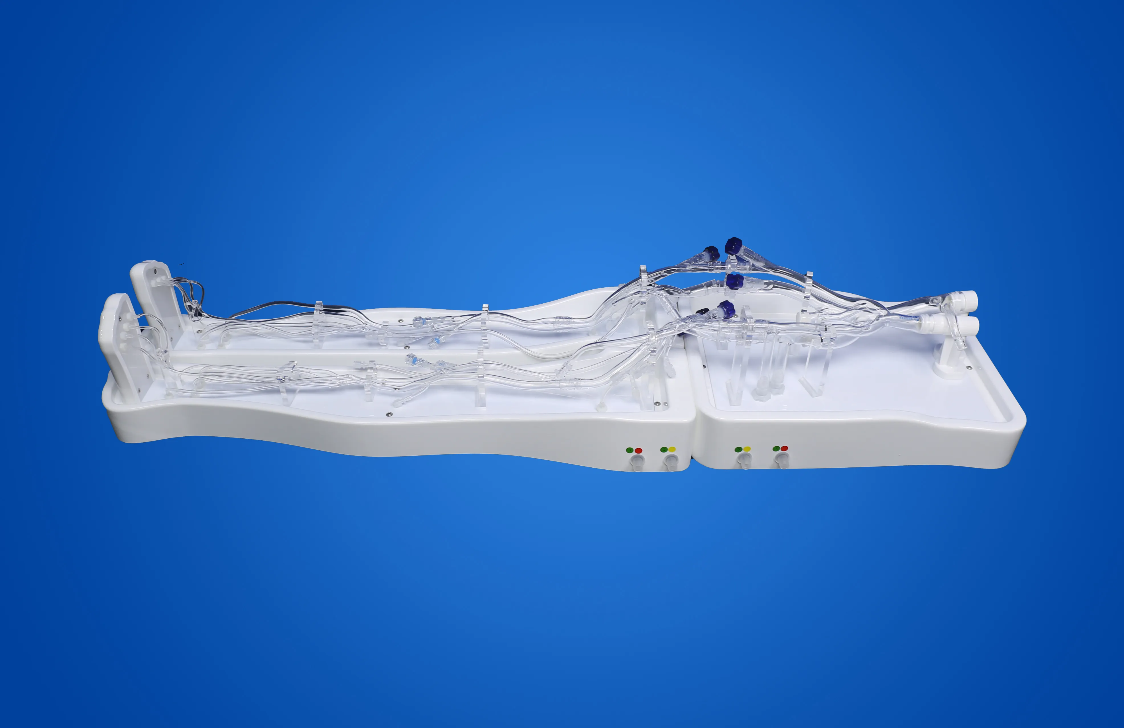 Lower Limb Arteriovenous Model