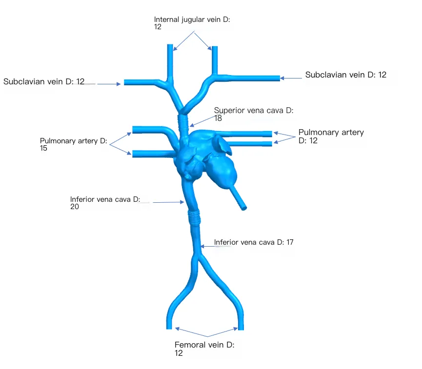 Drawing of Atrial septal puncture operation training model-A