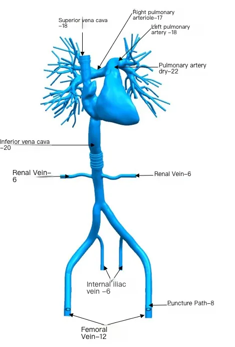 Drawing of Right Cardio-Pulmonary Artery Simulation Model