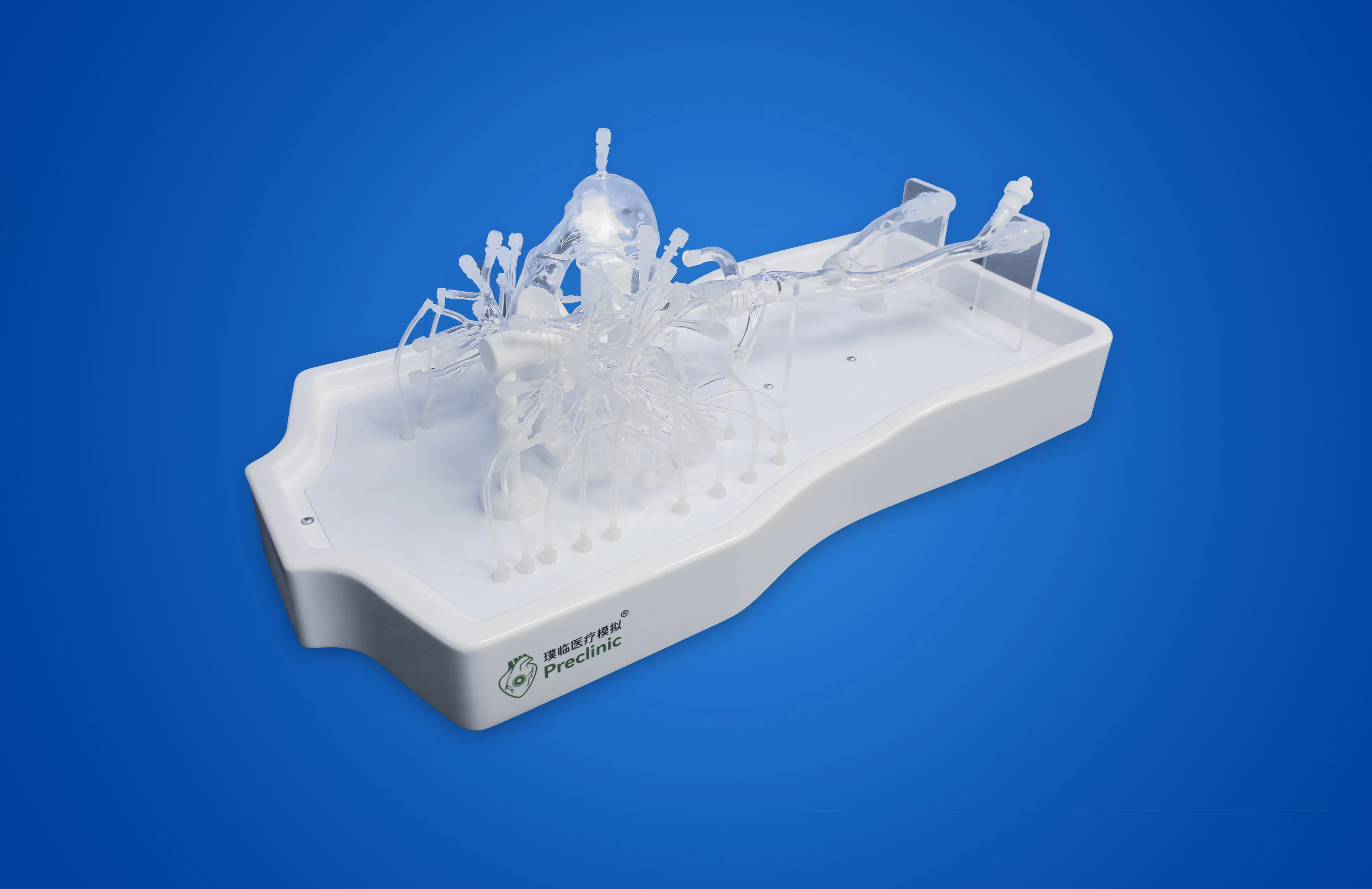 Right Cardio-Pulmonary Artery Simulation Model