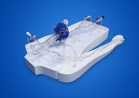 Coronary Artery Simulation Model: 3D Anatomy and Clinical Training Solutions